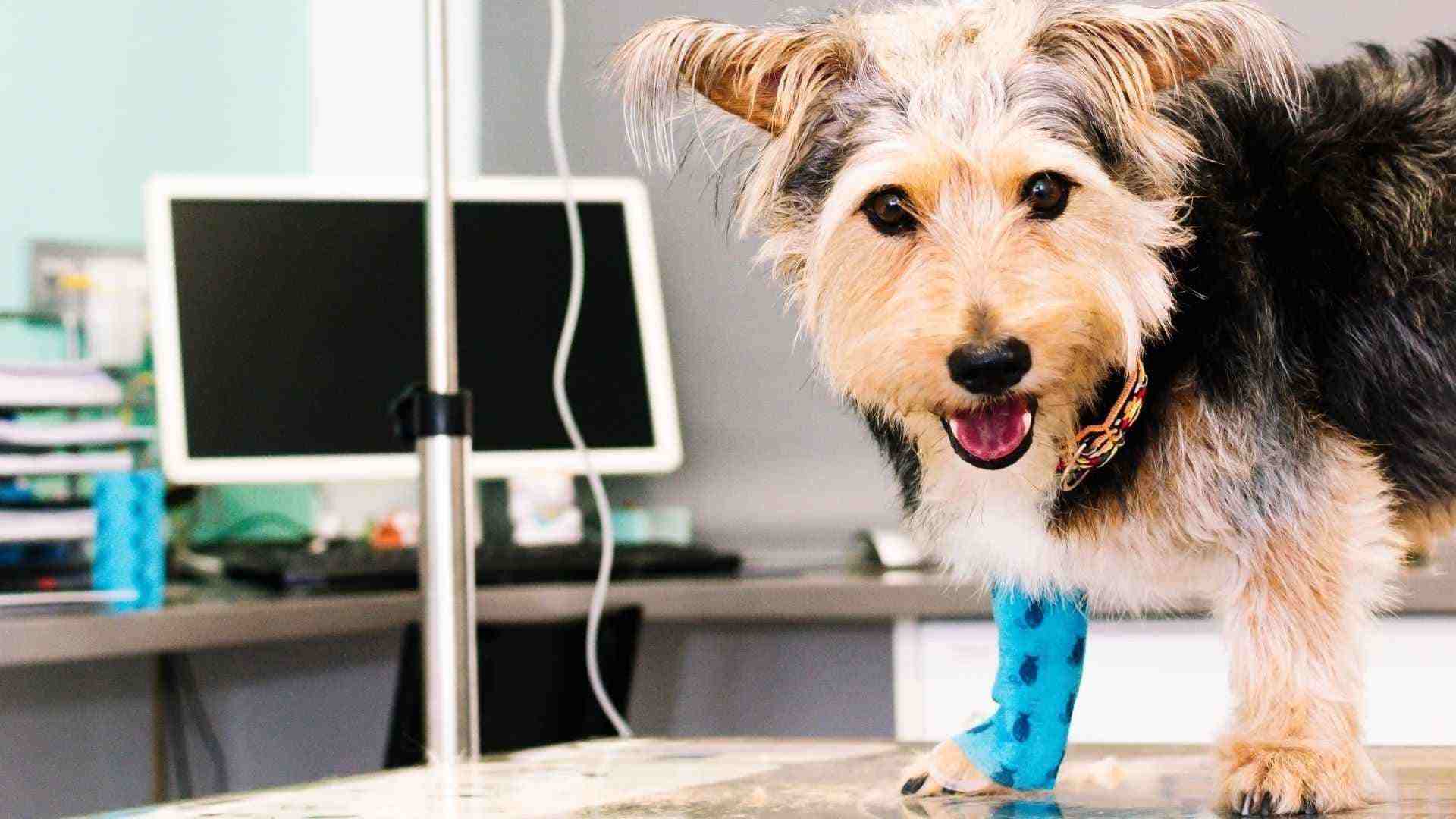 Tratamiento Lyme en perros